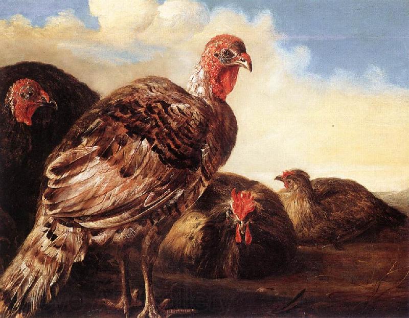 CUYP, Aelbert Domestic Fowl  fg